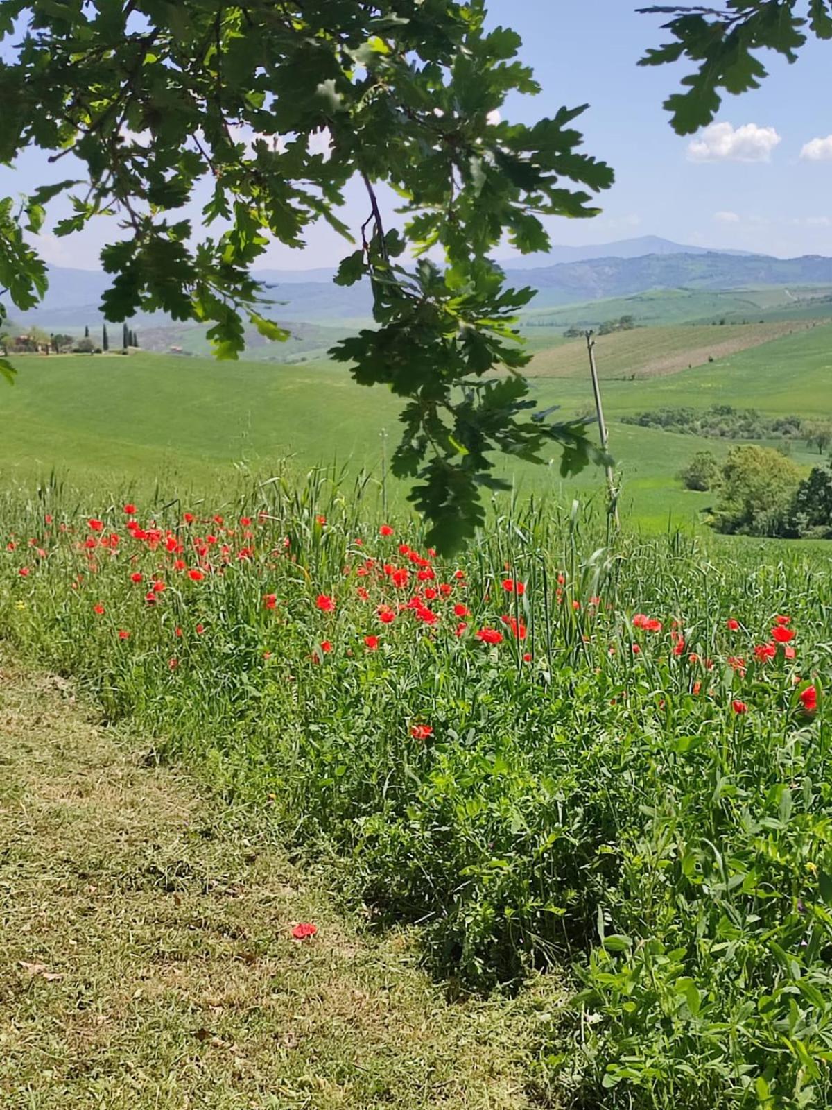 Agriturismo Il Pozzo Castiglione dʼOrcia Esterno foto